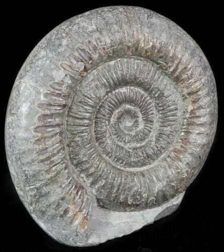 Dactylioceras Ammonite Stand Up - England #46568